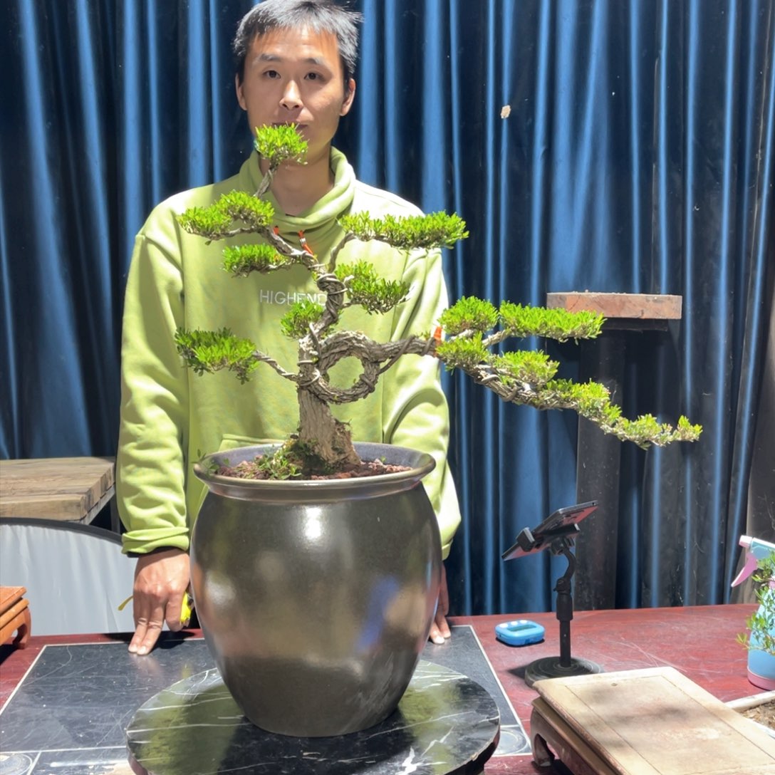 黄杨老桩盆景四季长青