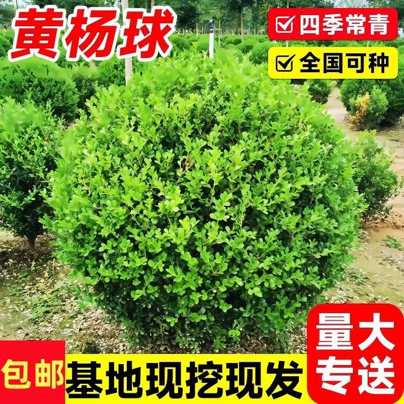 小叶黄杨球瓜子黄杨四季常青别墅地栽庭院花卉耐寒绿化植物篱笆墙