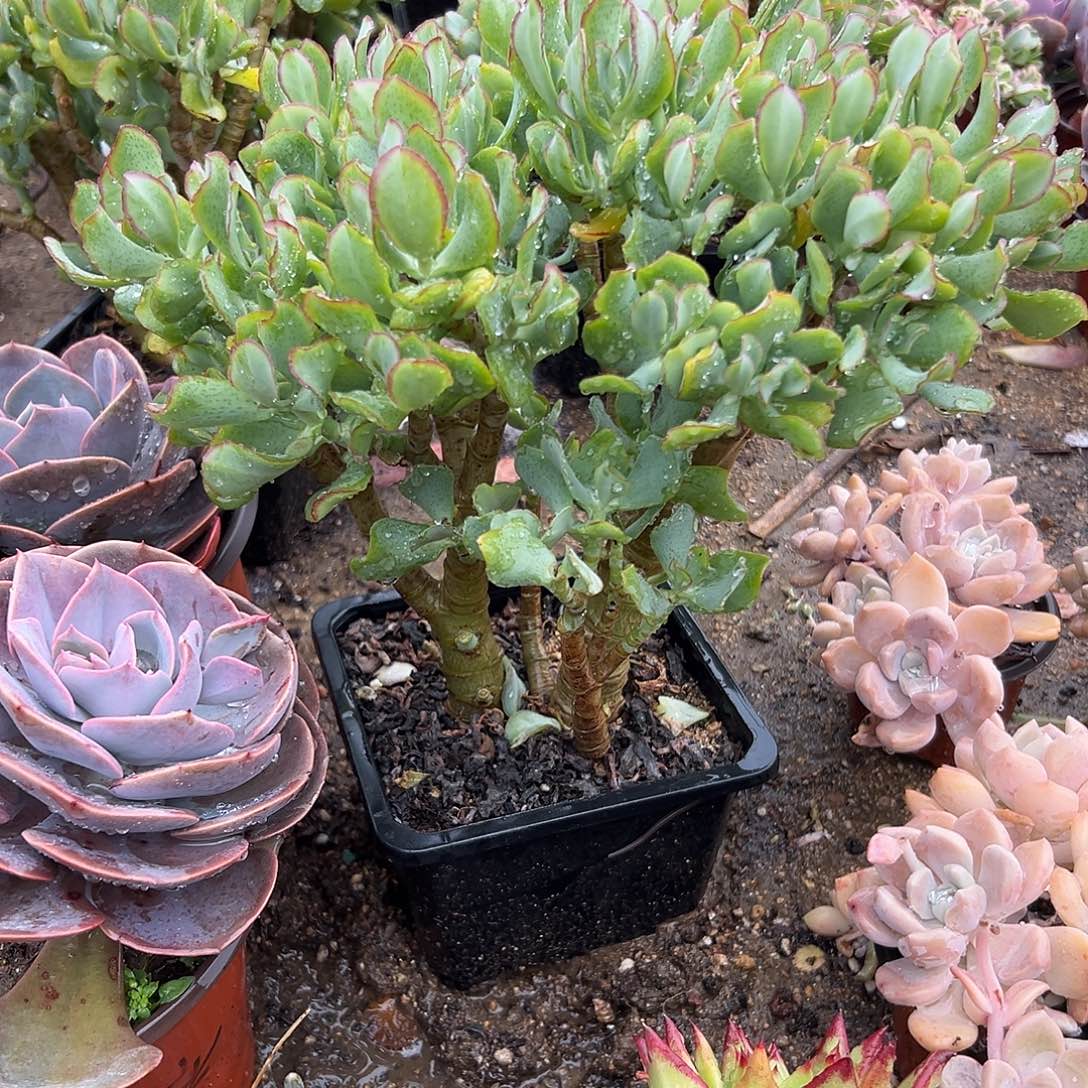 多肉植物海带知更鸟