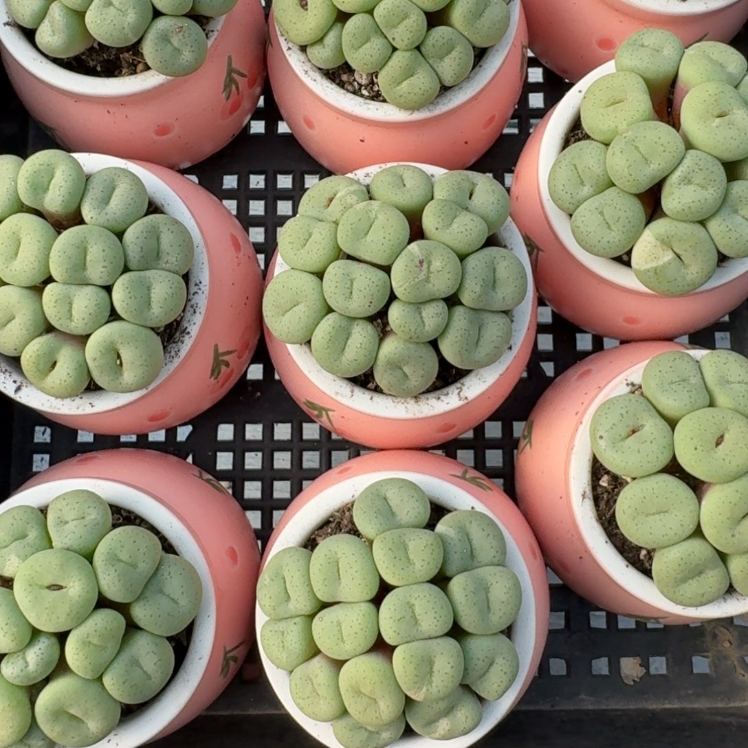 大饼群福利一颗带盆