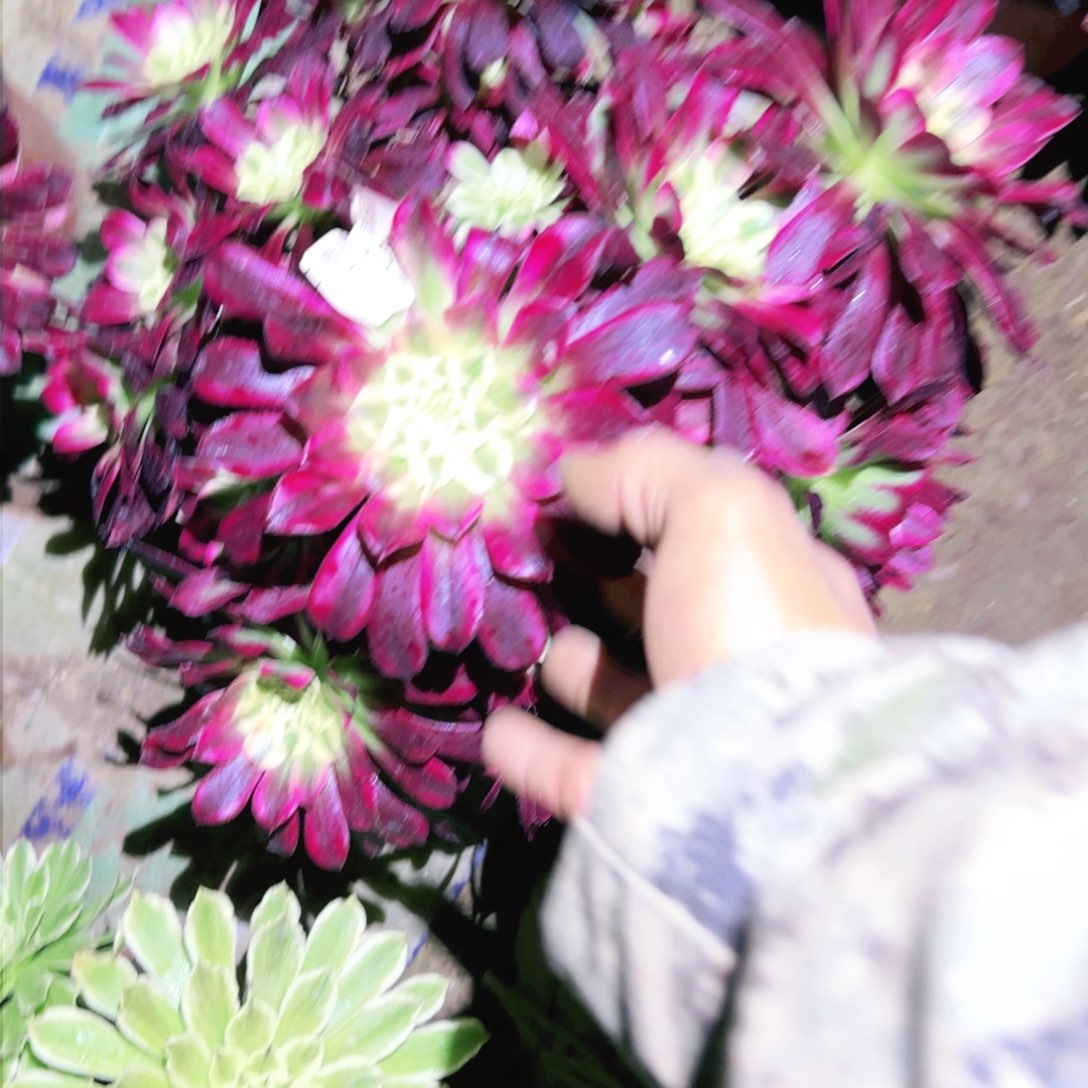 天合法师多肉700