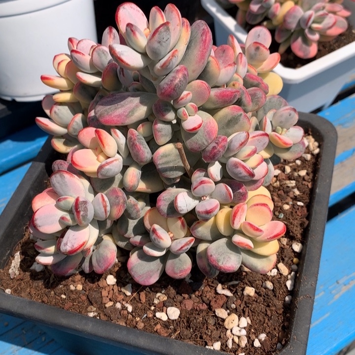 乒乓福娘锦多肉植物