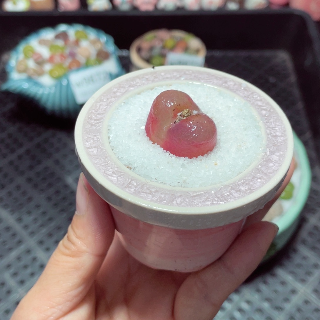 w9874 带盆土发货-零下地区拍保温箱