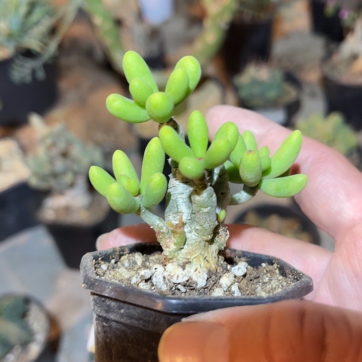 满38包邮2天凑单，脱土晾根发货多肉植物诱惑奇峰锦