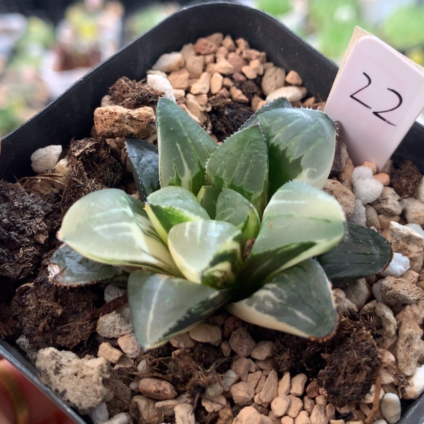 【闪购商品】22姬寿锦
