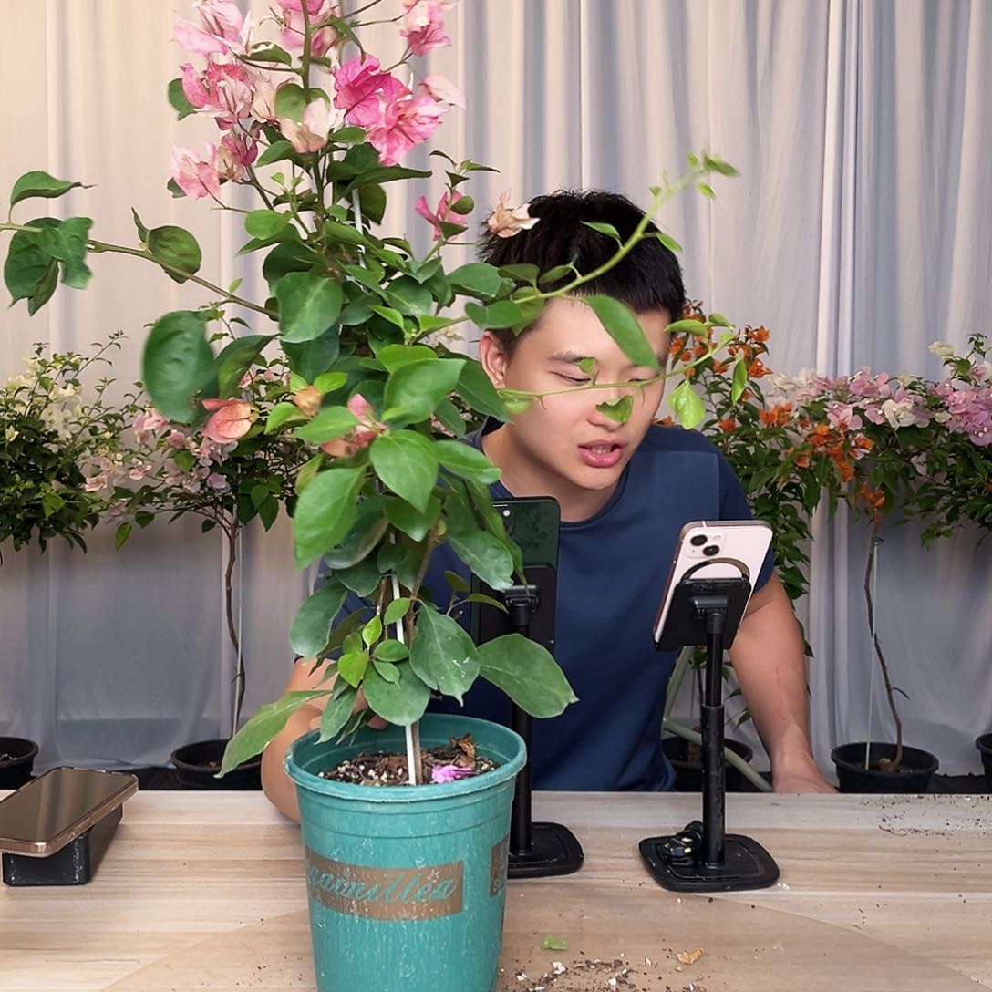 当前无花栽培后可以开花阿朱娜带竹一颗