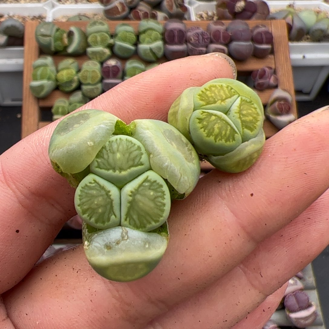 跳*糖0847号绿菊 2颗 多肉植物