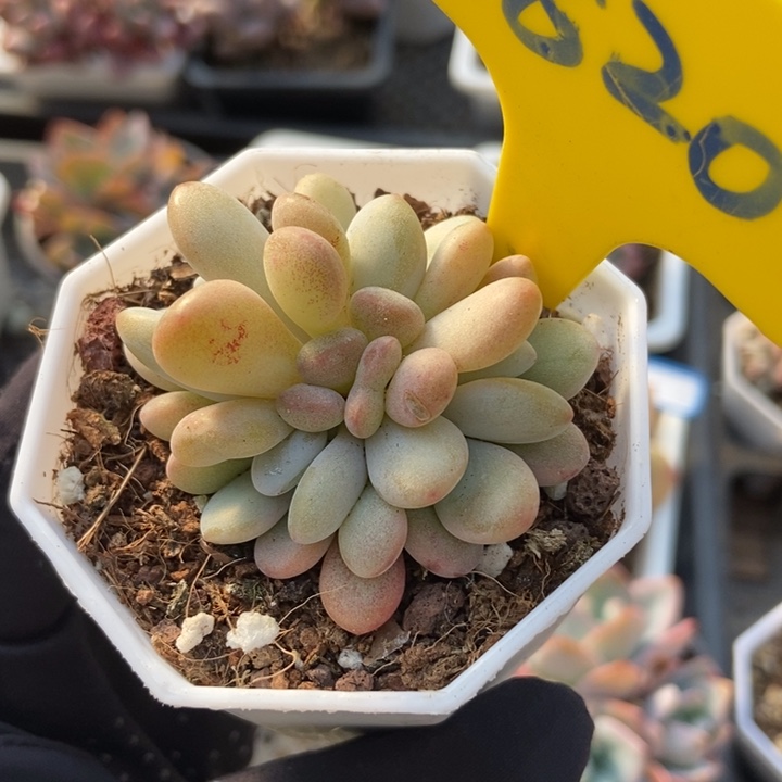 820粉兔多肉植物保护