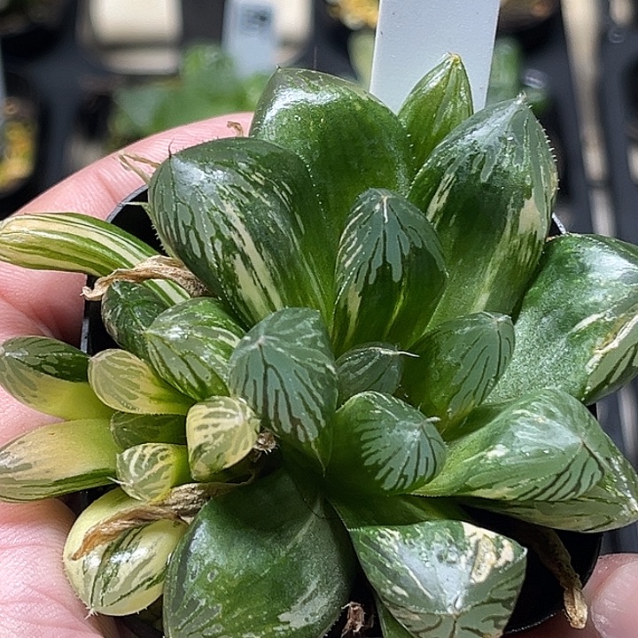 看***丽140三头胭脂玉露锦