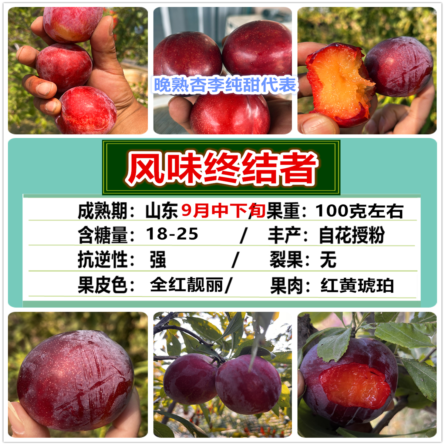 月光琥珀李号称糖水炸弹英文名Flavor Finale