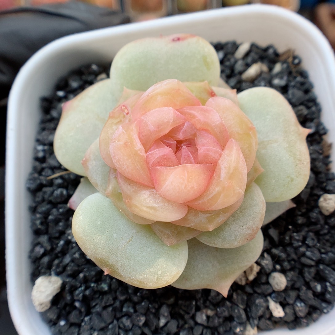 多肉植物。 糖心4