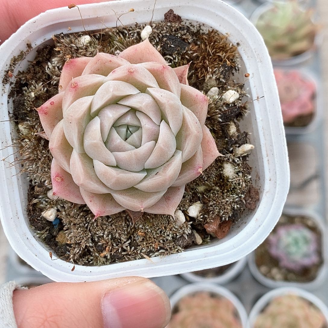 多肉植物9.9包邮5032