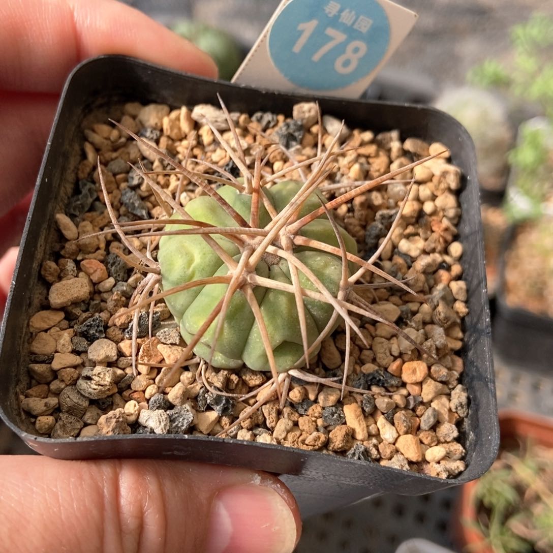 实生狂刺平丸3.2cm有点失水一棵仙人球