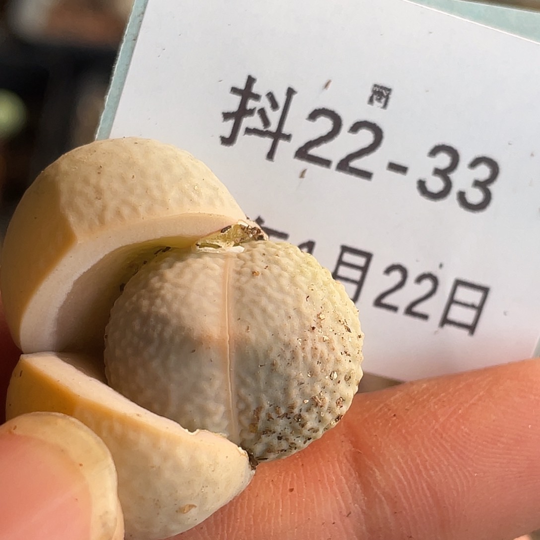 22-33高尔夫多肉植物