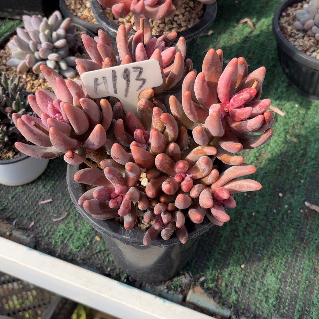 木***易193fghjjjjjjjjjj多肉