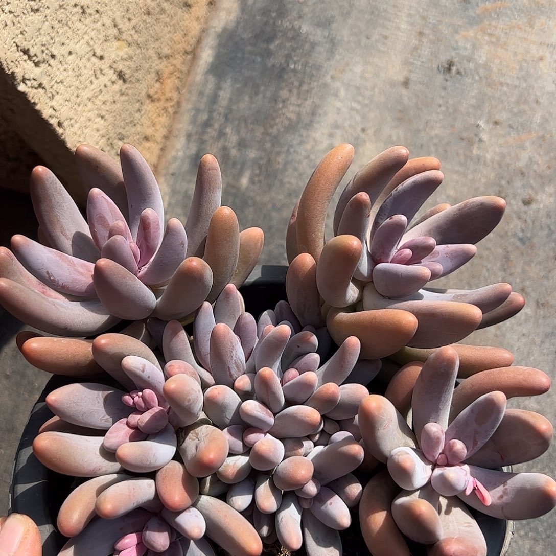 红手指大群，一物一拍