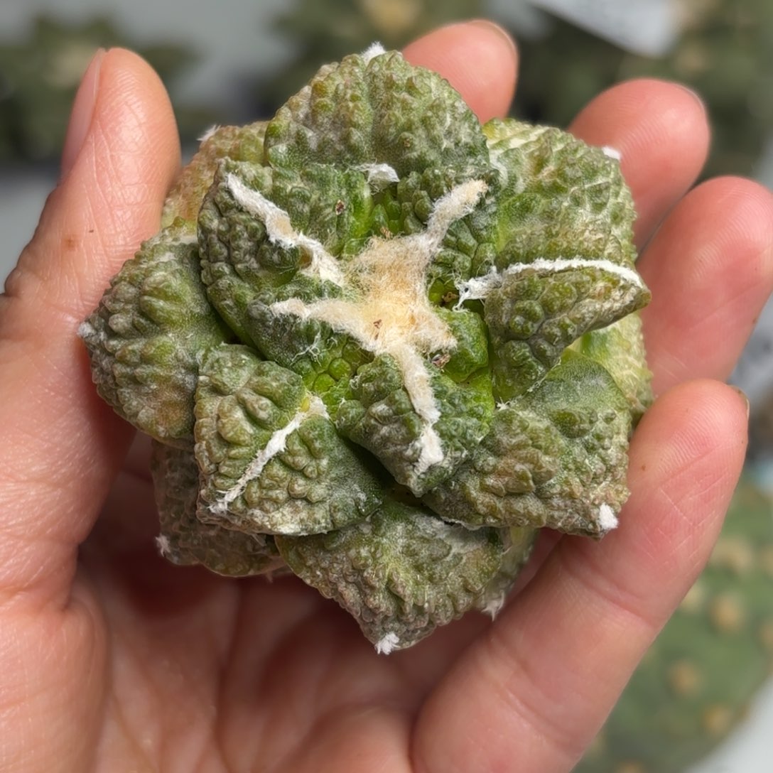 403 有根 仙人球的世界