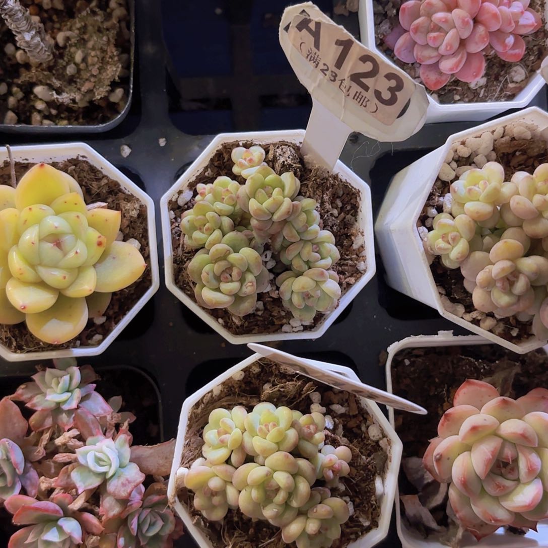 小*.A123阳光玫瑰一物一拍