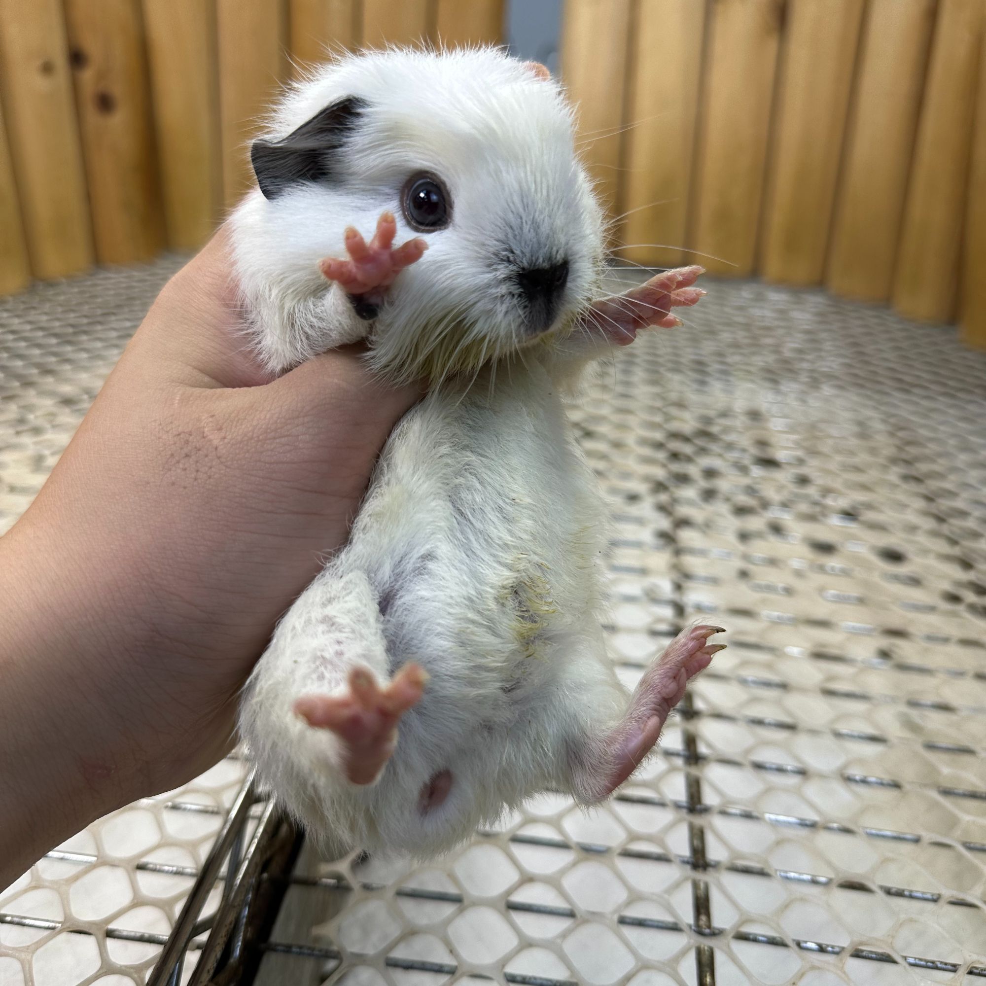 08纯白冠毛加州妹妹京东快递包邮豚鼠