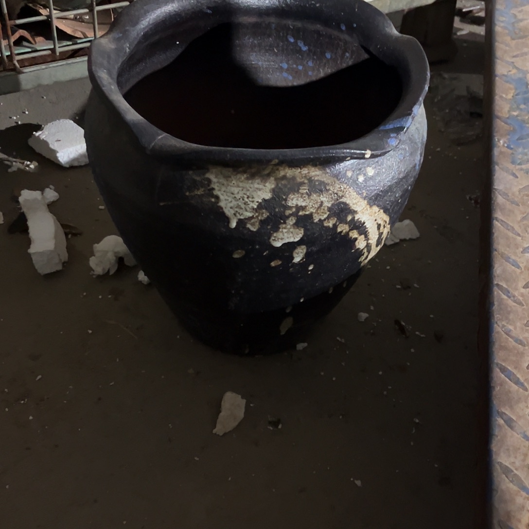 紫砂花盆里的小猫咪