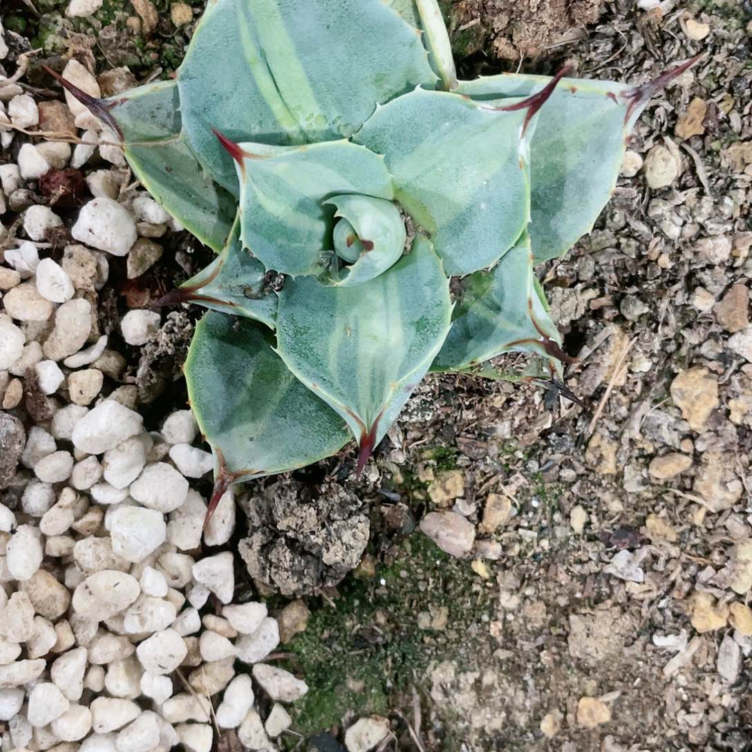 虎*虚空藏浅中斑小苗龙舌兰