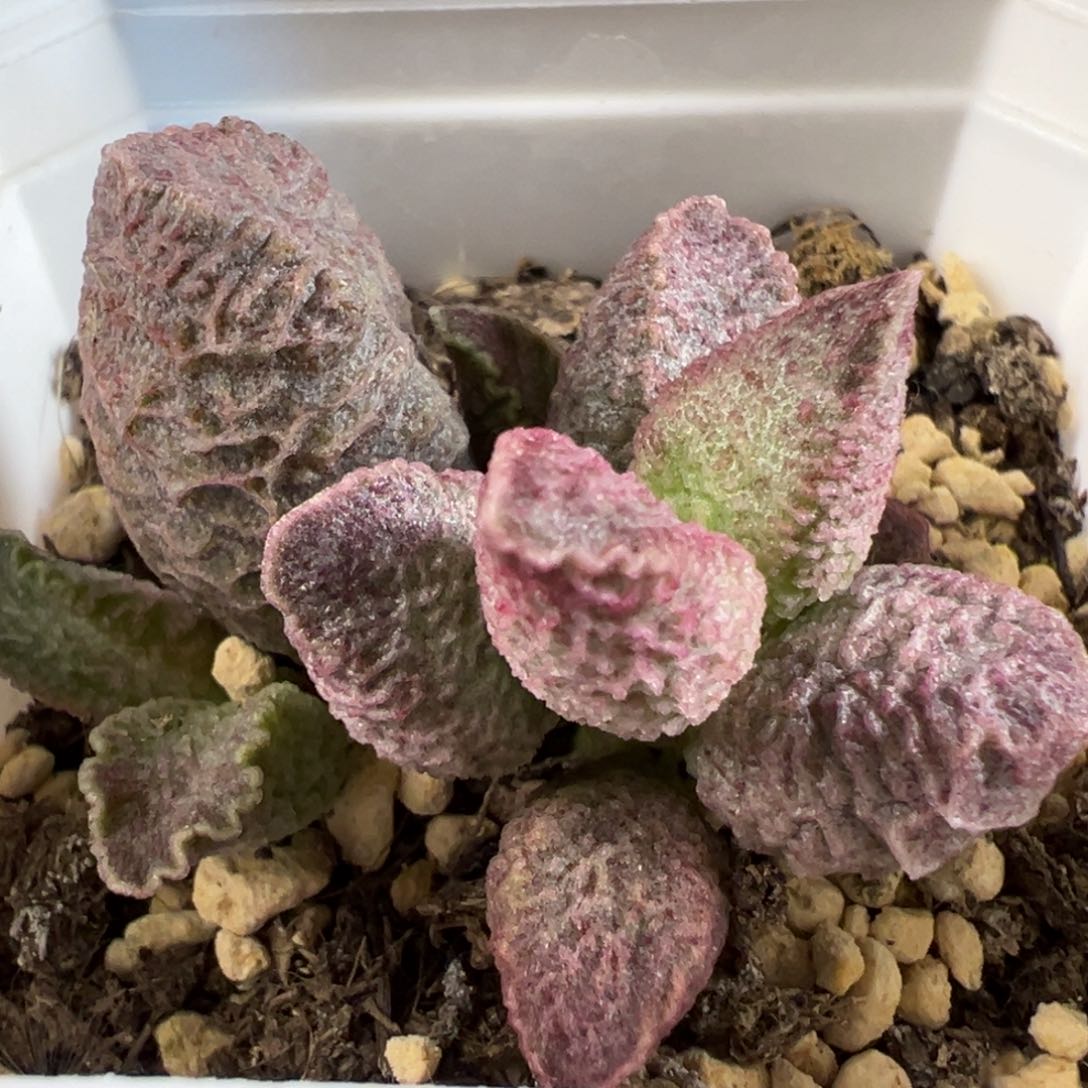 融化纹猪肝带倒刺多肉