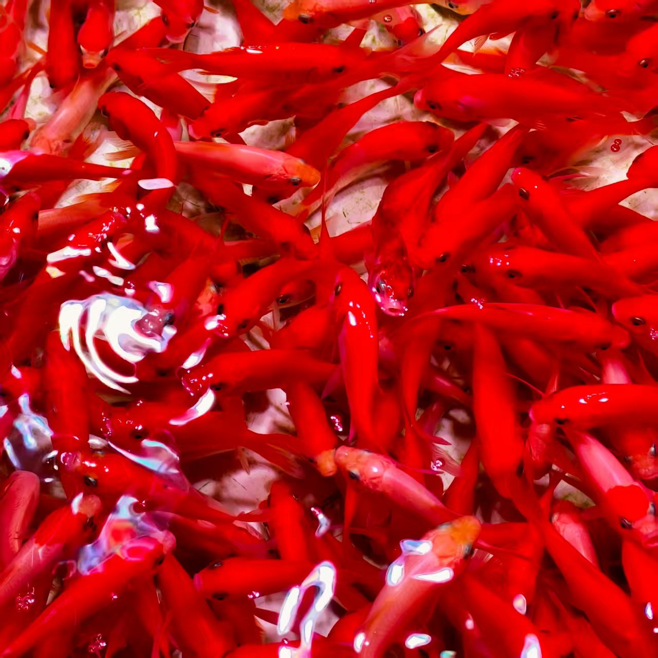 （25条）更大5-7公分火焰红金鱼好养耐活包邮