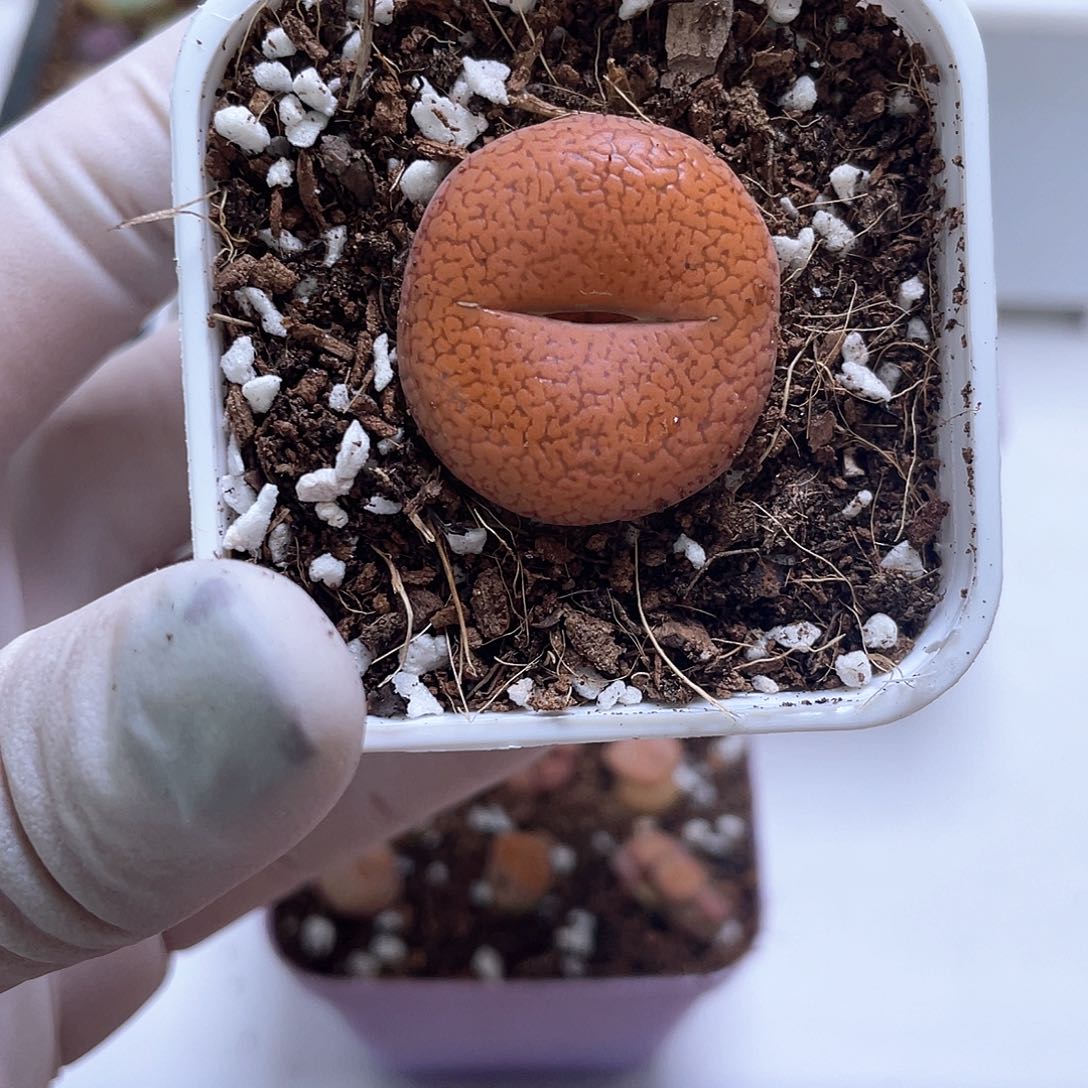 447 带盆土发货…………