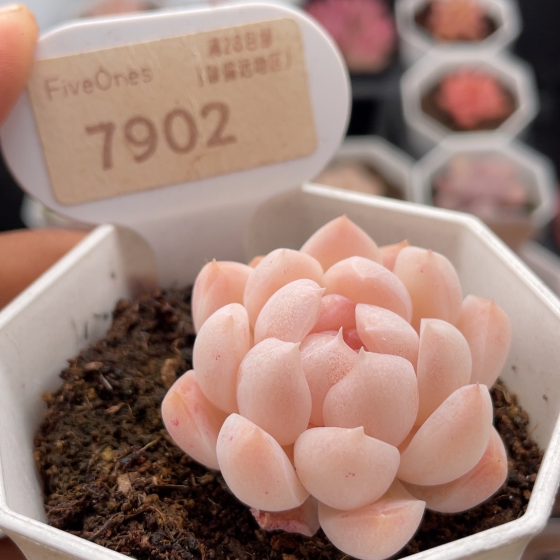 白桃汽水7902-4.0厘米