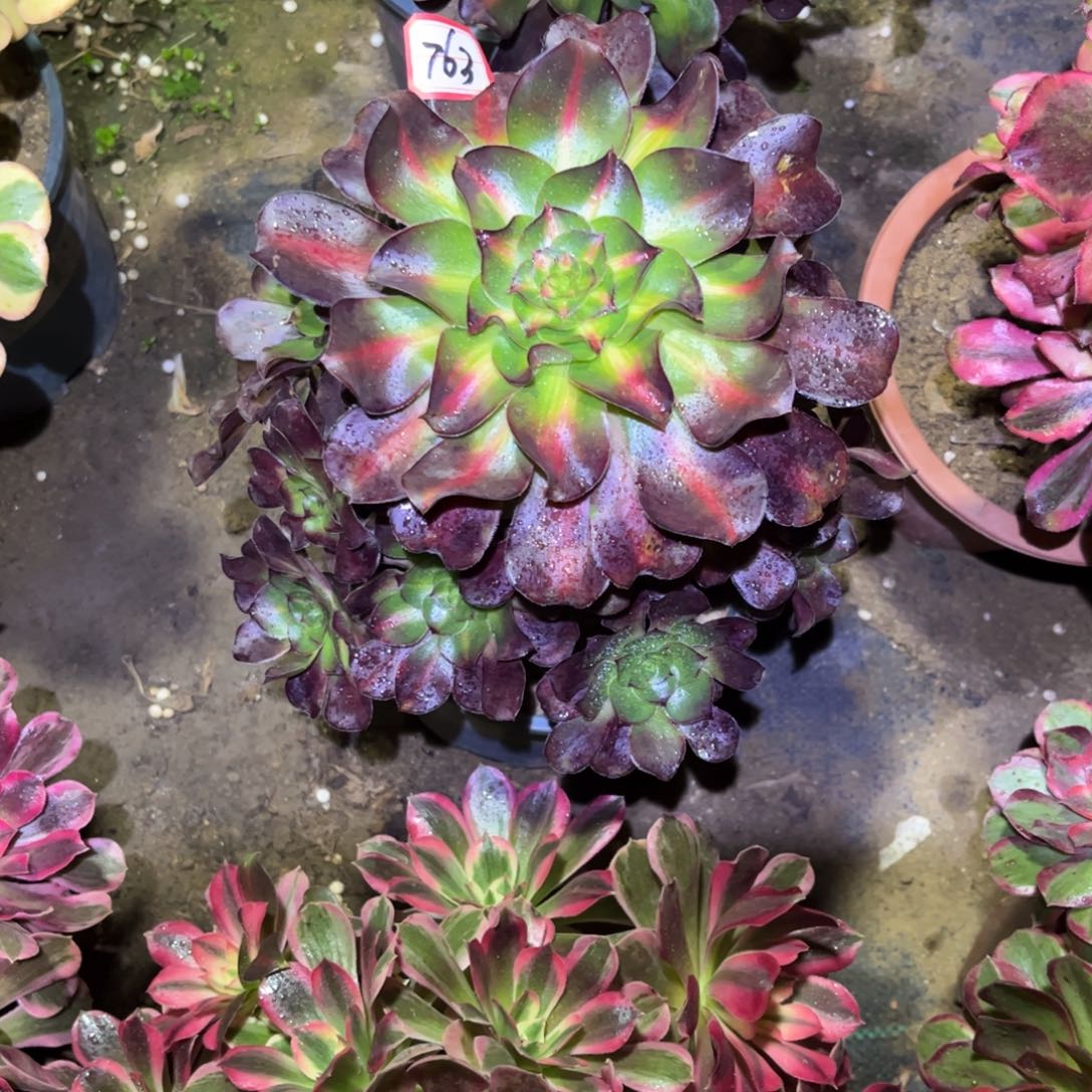 763多肉植物巫毒七彩