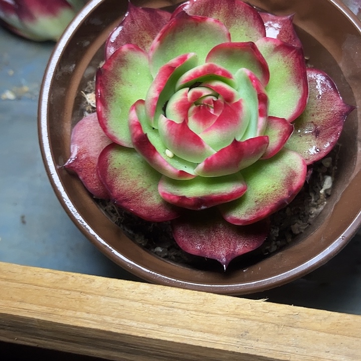 惊鸿仙子多肉植物33