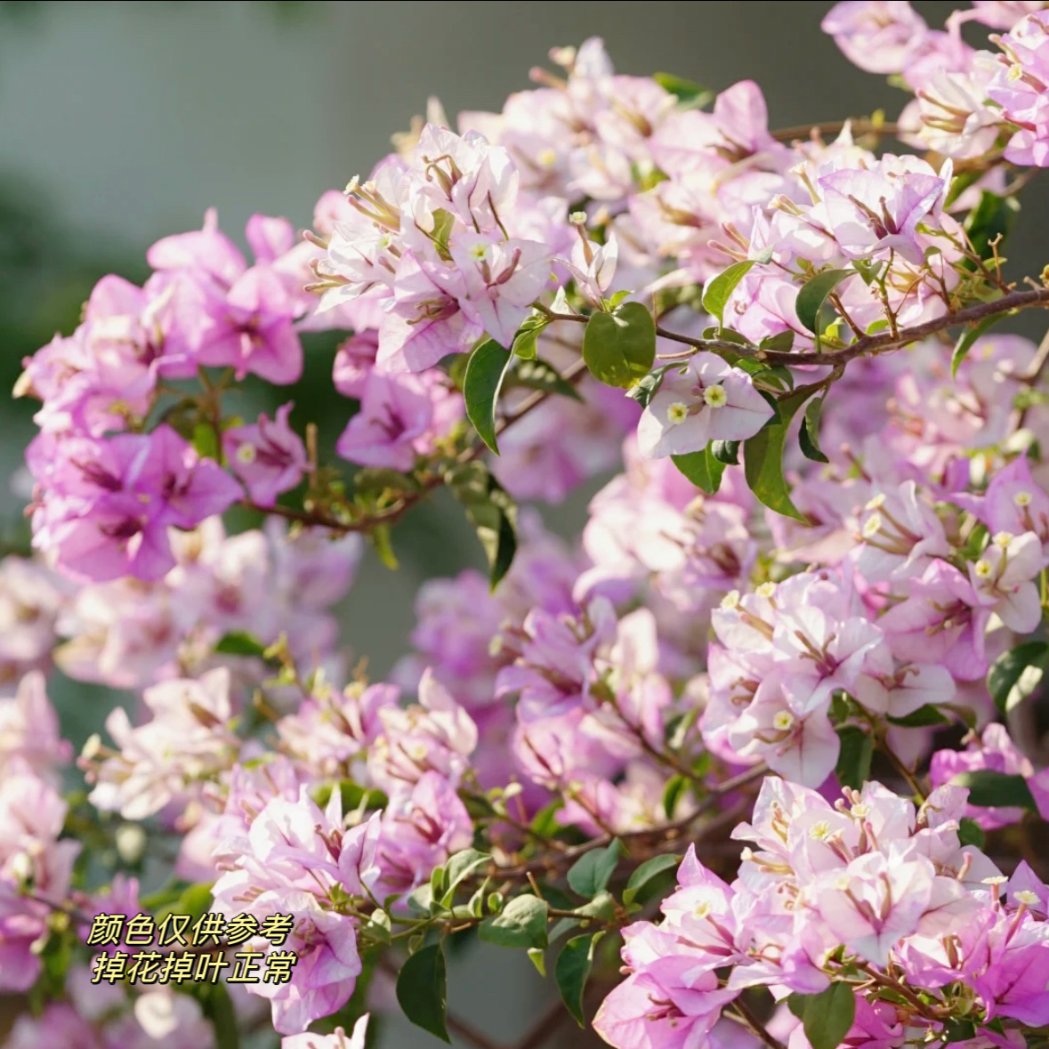 绿叶雪紫·b紫白变色四季开花三角梅