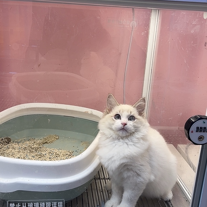 布偶疫苗一针驱虫已做猫瘟质保5天其他不包无病无癣