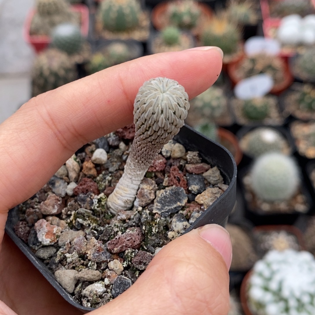 精巧丸植播园艺优选