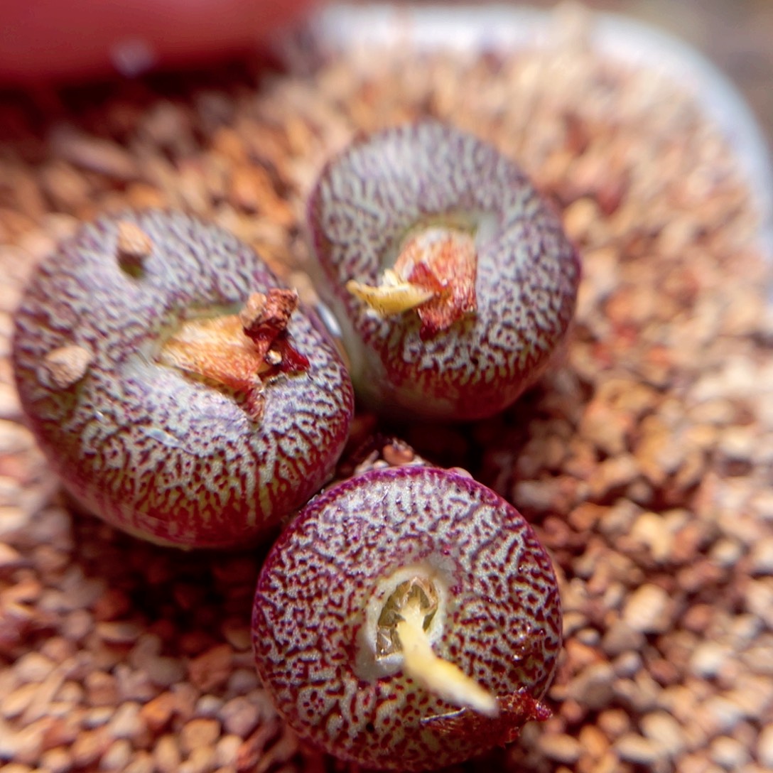 1642号带盆盆包邮发货