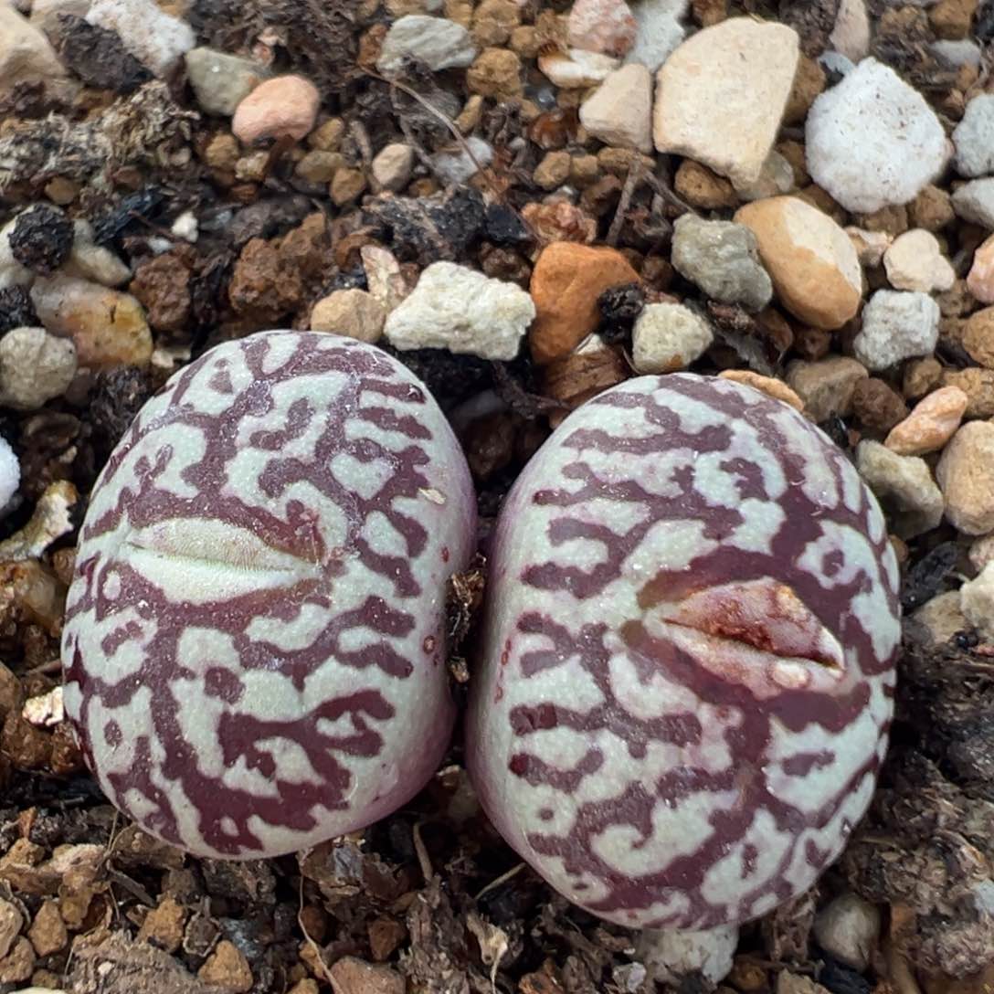 100多肉植物百科知识