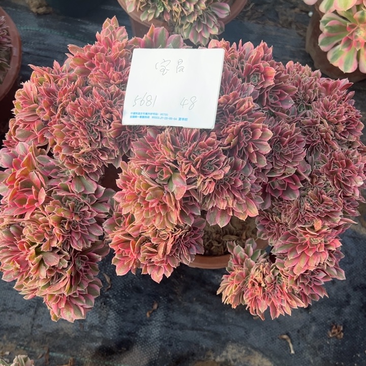 宝***昌多肉植物粉女巫缀