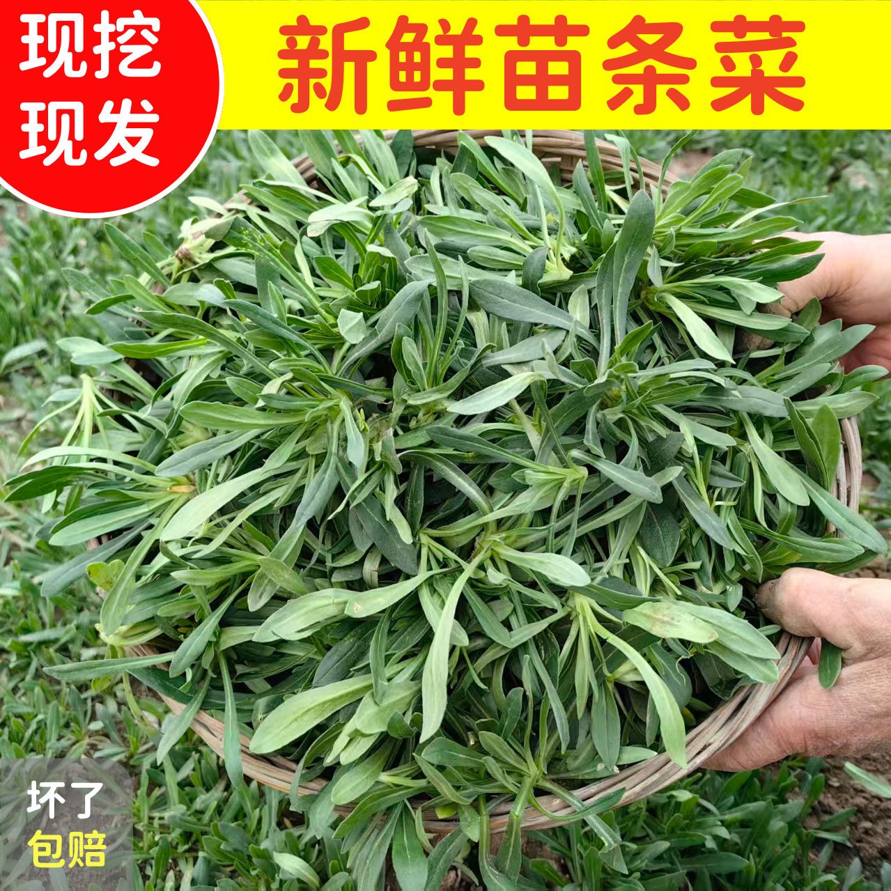 应季新鲜面条菜羊蹄子颗可做蒸菜饺子馅的时令野菜