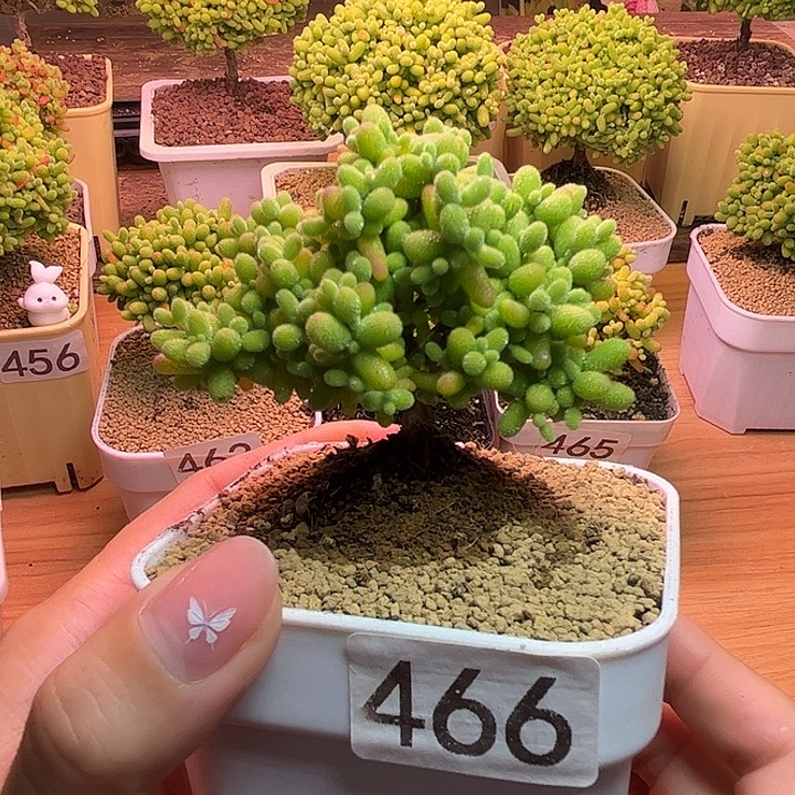 无花朵46金桔糖球