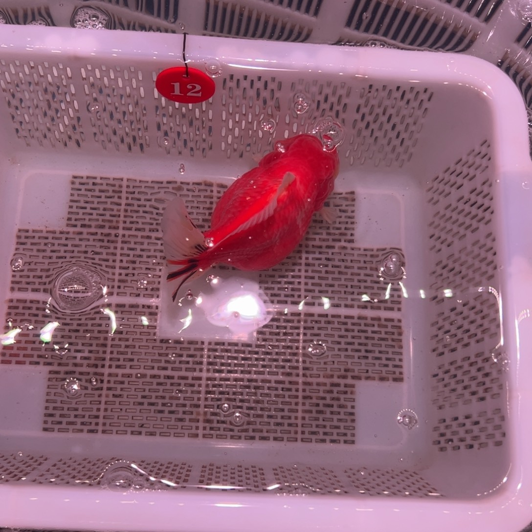 修***缘金鱼你好意思了是我