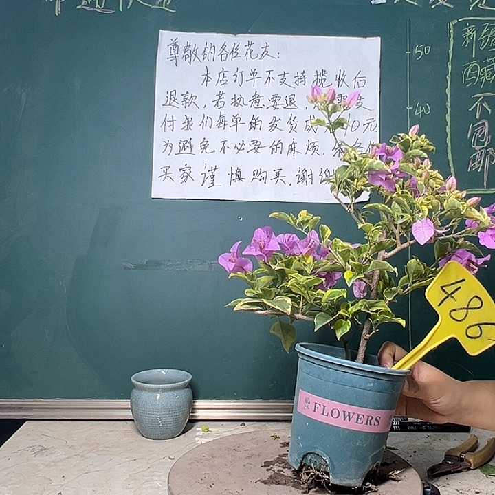 完全开放双杆 金边浅紫486