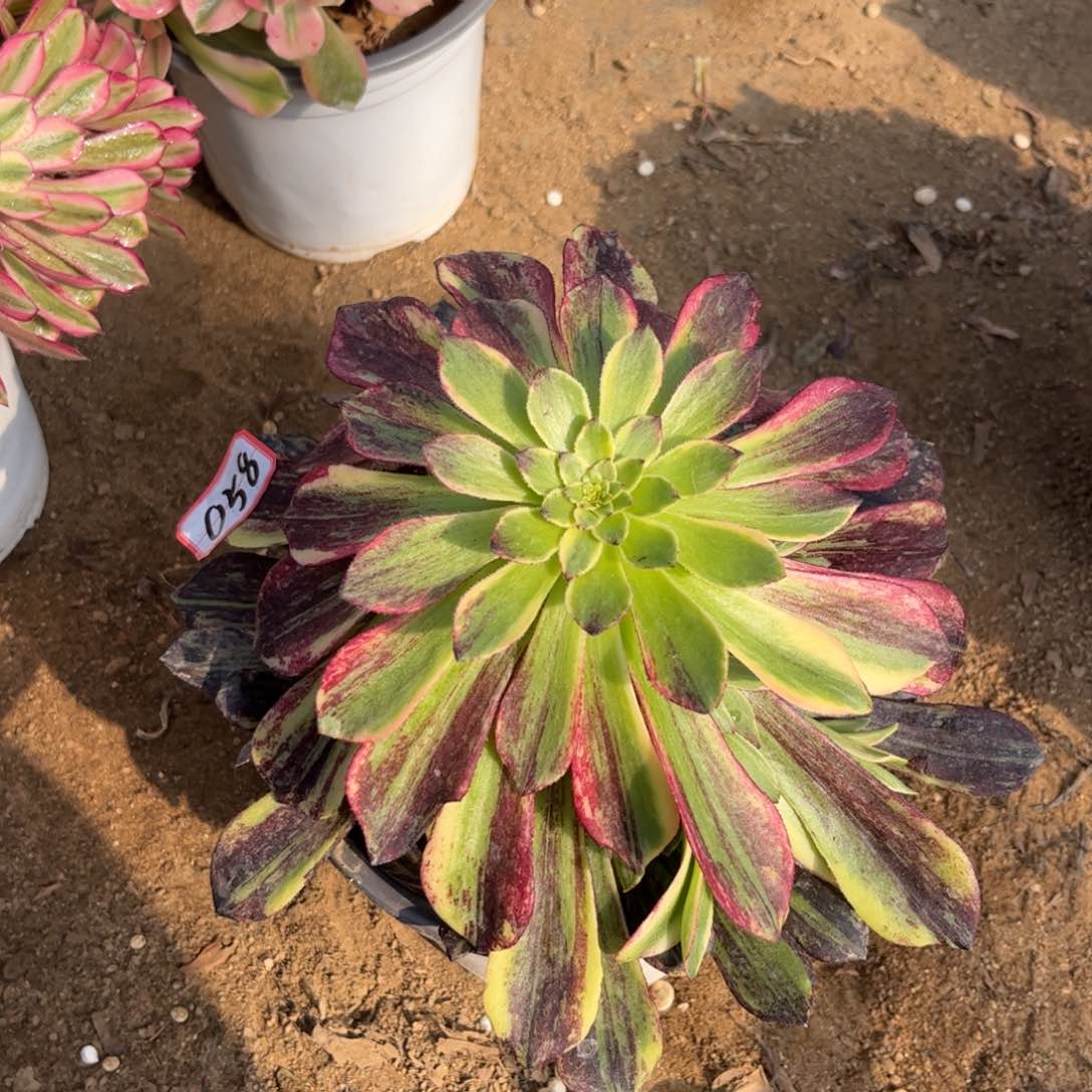 058多肉植物莫兰迪