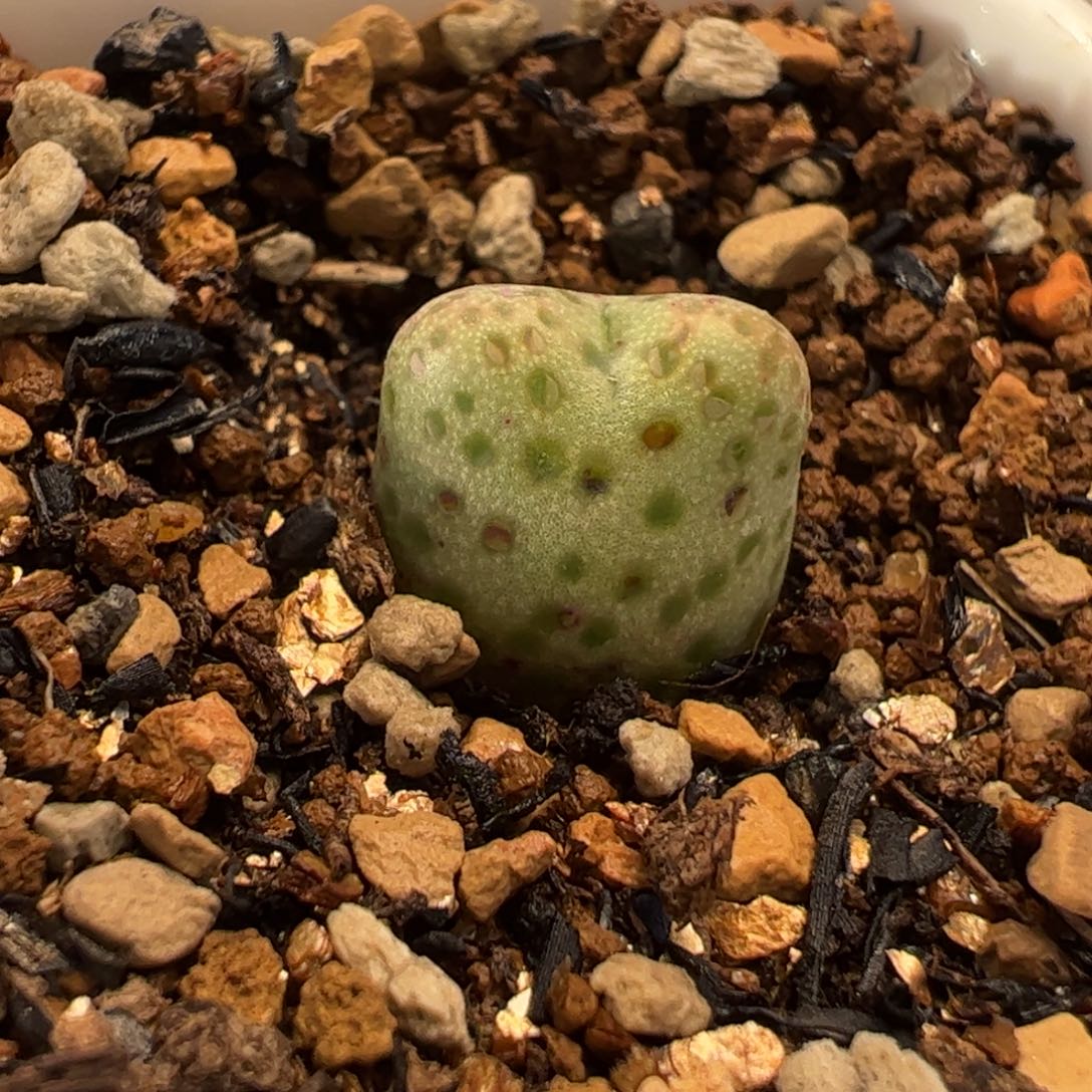 082多肉植物百科