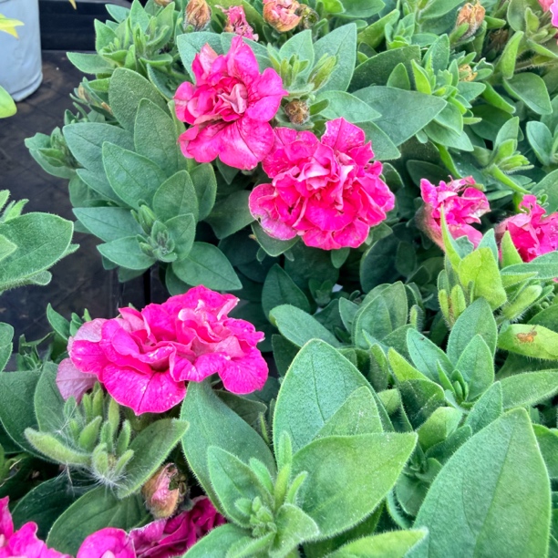 【西瓜红重瓣矮牵牛】带花苞耐热耐寒适合室内外装饰易养护