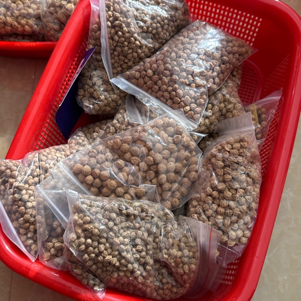 文玩柏香籽原料没打孔小包