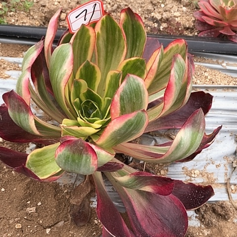 红魔女捧花法师71链接