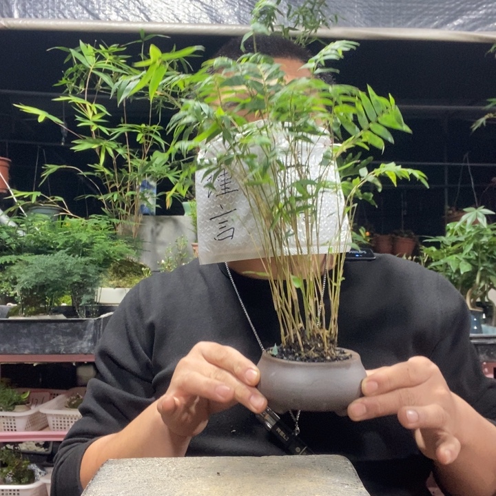 以实际为准盆景绿植盆栽39