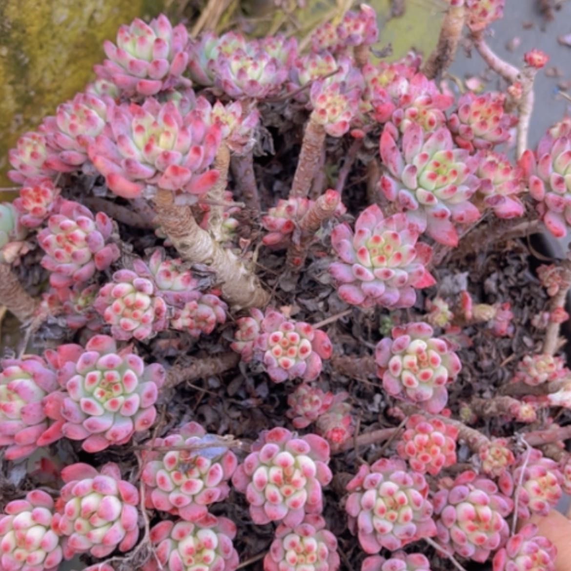 【闪购商品】蓝苹果0587