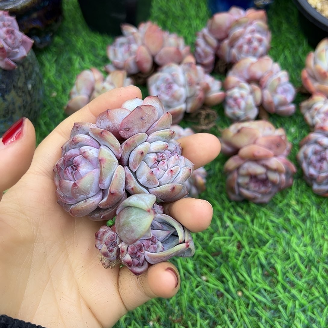 晶*chbhvhhhvbvbvvvhhgffggg