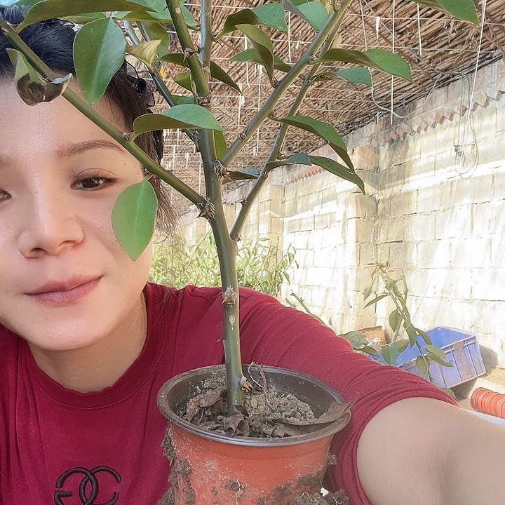 一***人5208一家人叶仙6分枝一颗